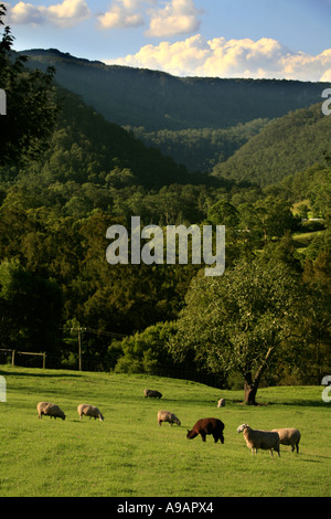 Pecore e alpaca pascolare insieme a Kangaroo Valley nel Nuovo Galles del Sud Australia Foto Stock