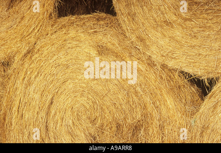 Circolare di balle di paglia impilati in un granaio per alimentazione invernale Foto Stock