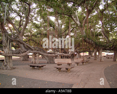 AJD42024, Lahaina, Maui, HI, Hawaii Foto Stock