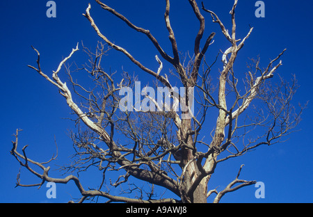 Dettaglio della parte superiore di un morente in inglese o in legno di quercia Quercus robur albero sotto una chiara profondo cielo blu Foto Stock