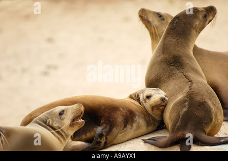 America latina America del sud Ecuador Isole Galapagos nell Isola San Cristobal Gruppo di leoni marini sdraiati insieme sulla spiaggia Foto Stock