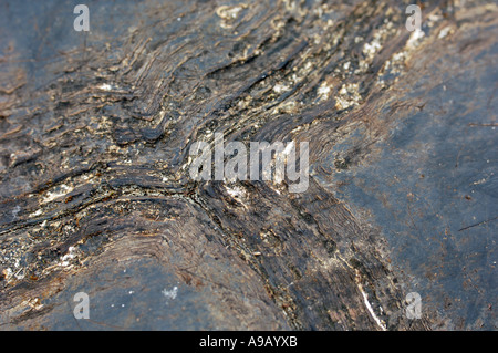 America del Sud America Latina Ecuador Isole Galapagos Santa Cruz isola dettaglio gigante di guscio di tartaruga Foto Stock