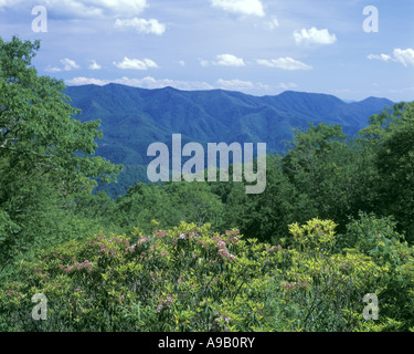Lupo GAP LAURAL VISTA Blue Ridge Parkway Smoky Mountains North Carolina USA Foto Stock