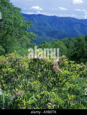 Lupo GAP LAURAL VISTA Blue Ridge Parkway Smoky Mountains North Carolina USA Foto Stock