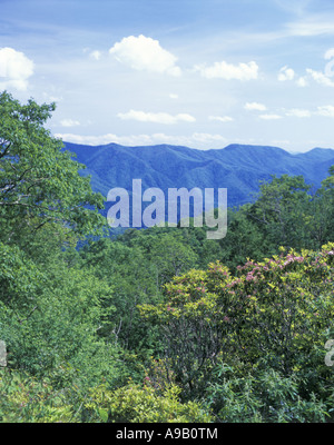 Lupo GAP LAURAL VISTA Blue Ridge Parkway Smoky Mountains North Carolina USA Foto Stock