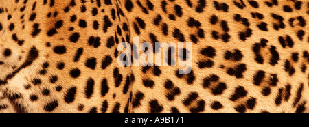 Pelle di leopardo Foto Stock