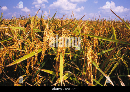 Agricoltura - teste mature di riso nel campo, pronto per il raccolto / Mississippi Delta, STATI UNITI D'AMERICA. Foto Stock