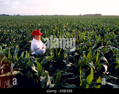 Agricoltura - un agricoltore sta nella sua spalla grano ad alto campo di mais che guarda oltre e ispezionando il suo sano raccolto / MN, Stati Uniti d'America. Foto Stock