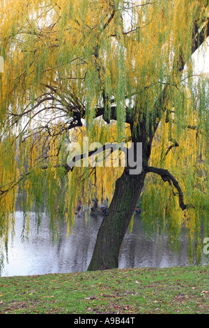Salice piangente tree (Salix babylonica) Foto Stock