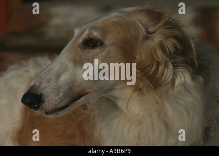 Ritratto del cane Foto Stock