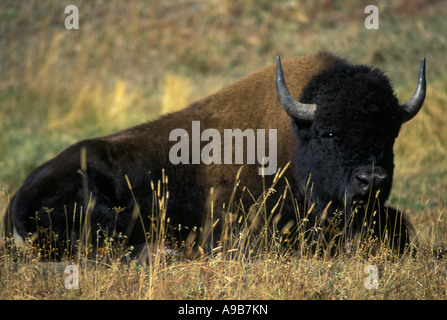 BISON il parco nazionale di Yellowstone WYOMING USA Foto Stock