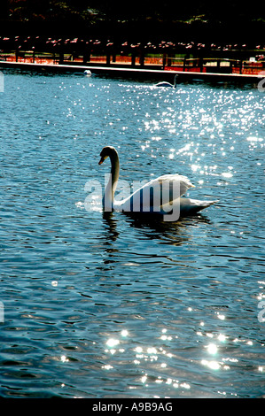 Cigno,Inverleith Park,Stockbridge , Edimburgo, Scozia, Regno Unito Foto Stock