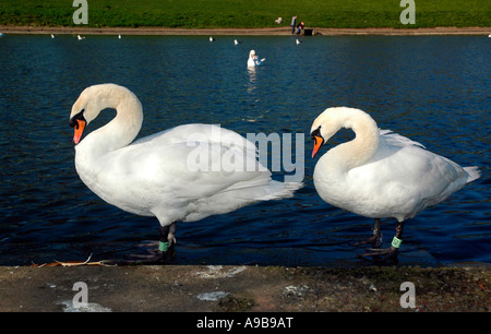 Due cigni Inverleith,Parco,Stockbridge , Edimburgo, Scozia, Regno Unito Foto Stock