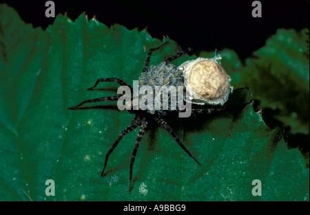 Wolf Spider Pardosa amentata con uovo e sac i giovani sul retro Regno Unito Foto Stock