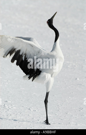 Red Crowned Crane Grus japonensis ballare la visualizzazione di alette aperte Isola Hokkaido in Giappone Foto Stock
