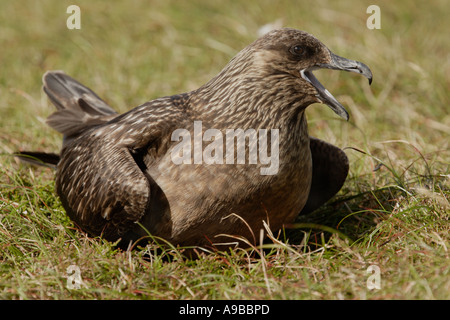 Grande skua Stercorarius skua chiamando sul nido Unst Shetland Isole del Nord Regno Unito Foto Stock