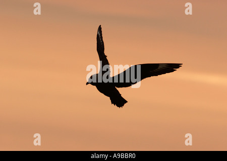 Grande skua Stercorarius skua in volo Unst Shetland Isole del Nord Regno Unito Foto Stock