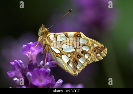 La regina di Spagna Fritillary Butterfly Argynnis lathonia Regno Unito Foto Stock