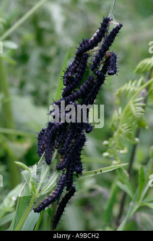 Farfalla pavone Inachis io larve di caterpillar colony Regno Unito Foto Stock