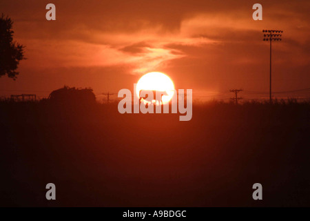 Vacca in Sun Fort Worth Texas STATI UNITI D'AMERICA,da soli ambra accecante animale sfocata cavo luminoso centro vacca cloud dallas dawn disco volante crepuscolo Foto Stock