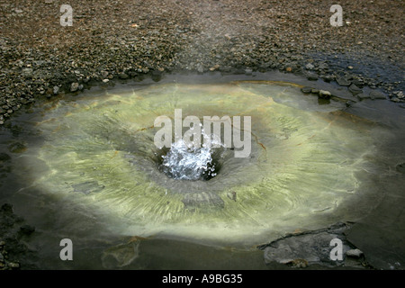 Geysir in Islanda - area termale hveravellir Foto Stock