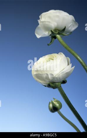 Renoncules, close-up Foto Stock