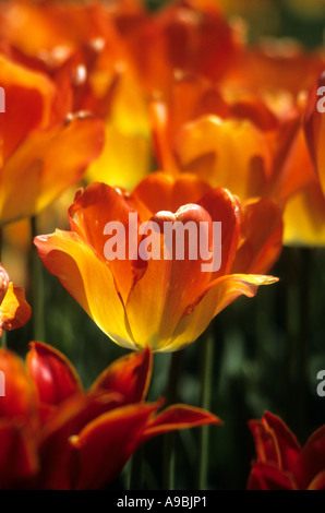 I tulipani in piena fioritura Foto Stock