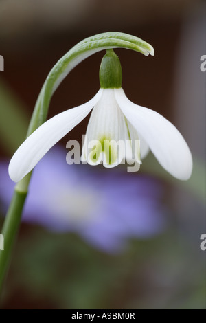 Primi fiori di primavera Bucaneve Galanthus nivalis Scotland Regno Unito Foto Stock