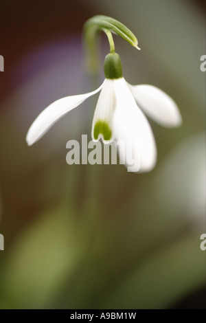 Primi fiori di primavera Bucaneve Galanthus nivalis Scotland Regno Unito Foto Stock