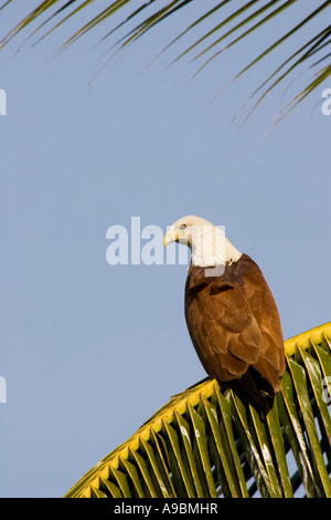 Brahminy Kite (Haliastur indus) su Palm frond Foto Stock