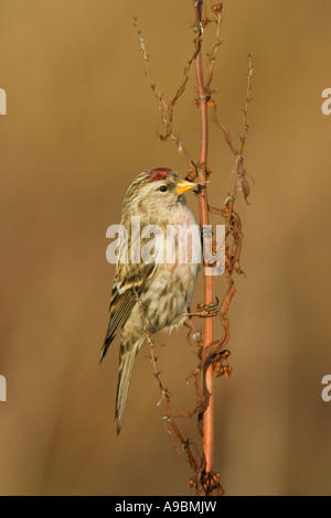 Farinoso Redpoll (Carduelis flammea flammea) sui morti impianto dock Foto Stock