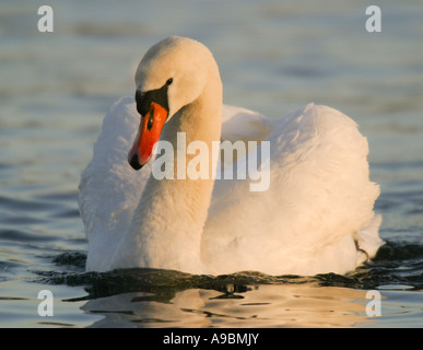 Cigno (Cygnus olor) Foto Stock