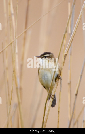 Sedge trillo (Acrocephalus schoenobaenus) appollaiato sul gambo reed Foto Stock