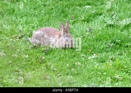 Carino baby bunny coniglio in campo Foto Stock