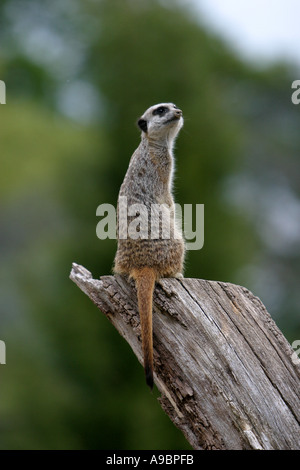 Meercat sentry sul posto di guardia duty Foto Stock