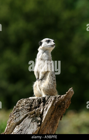 Meercat sentry sul posto di guardia duty Foto Stock