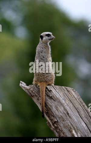 Meercat sentry sul posto di guardia duty Foto Stock