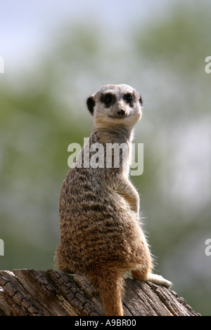 Meercat sentry sul posto di guardia duty Foto Stock