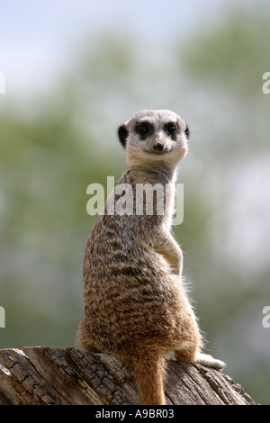 Meercat sentry sul posto di guardia duty Foto Stock