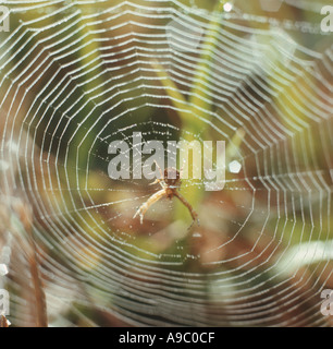 Spider Web e nei boschi di prima mattina Foto Stock