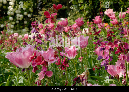 I tulipani in fiore al Pashey Manor Tulip Festival in East Sussex. Foto Stock