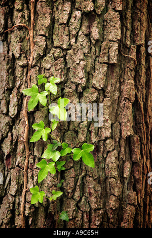 Ivy crescendo di corteccia di albero Foto Stock