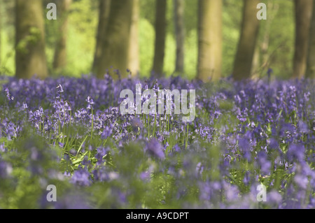 Bluebells hyacinthoides non scripta nella soleggiata radura boschiva NORFOLK REGNO UNITO può Foto Stock