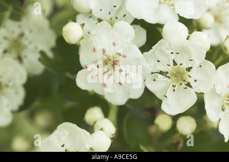 Biancospino crategus monogyna close up di fiori NORFOLK REGNO UNITO può Foto Stock