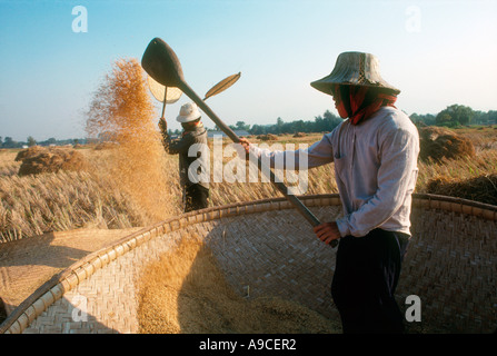 Agricoltore la mietitura della Thailandia, gli agricoltori si trovano di fronte a una concorrenza globale del prezzo e ricevere sovvenzioni dal governo. Foto Stock