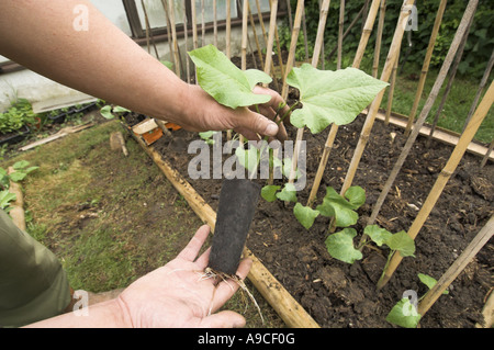 I baccelli giardiniere Semina fuori serra piante sollevata in piccole aree urbane trama vegetale UK potrebbe Foto Stock