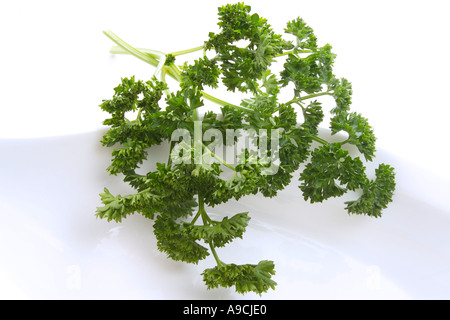 Prezzemolo (Petroselinum crispum), close-up Foto Stock