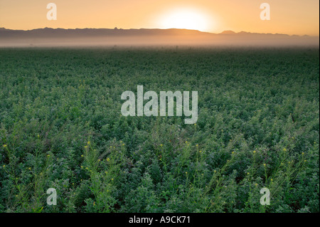 Campi nei pressi paratia City Arizona Foto Stock