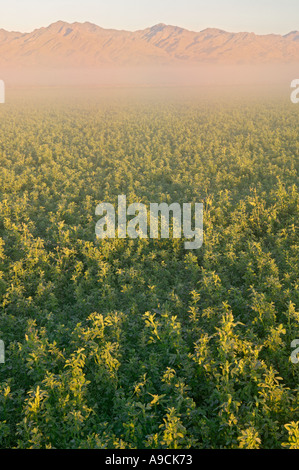 Campi nei pressi paratia City Arizona Foto Stock