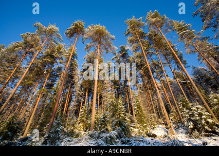 Pino ( pinus sylvestris ) alberi che crescono su ripide colline nella foresta di taiga , Finlandia Foto Stock